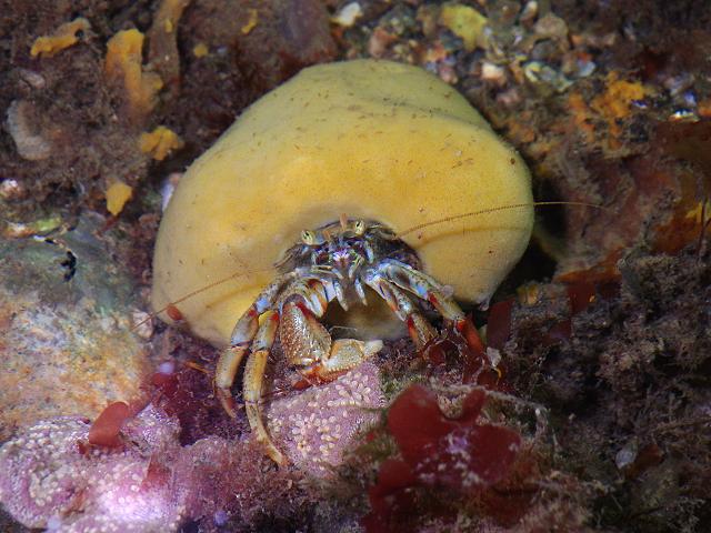 Suberites domuncula Hermit crab sponge suberitid suberitidae porifera images
