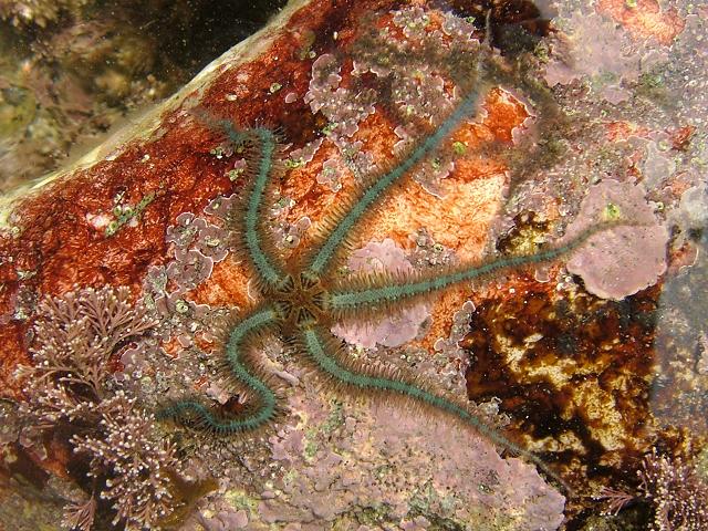 Ophiothrix fragilis Common Brittlestar Starfish Sea Urchin and Sea Cucumber Echinoderm Images
