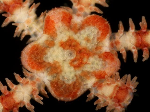 Ophiactis balli Small banded brittle star Starfish Echinoderm Images