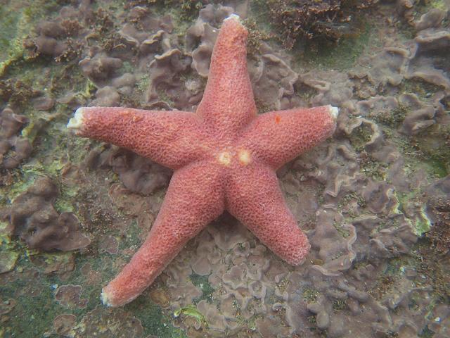 Henricia sanguinolenta Northern Henricia Purple Starfish Echinoderm Images