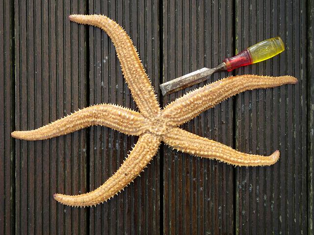 Marthasterias glacialis Spiny Starfish Starfish Sea Urchin and Sea Cucumber Echinoderm Images