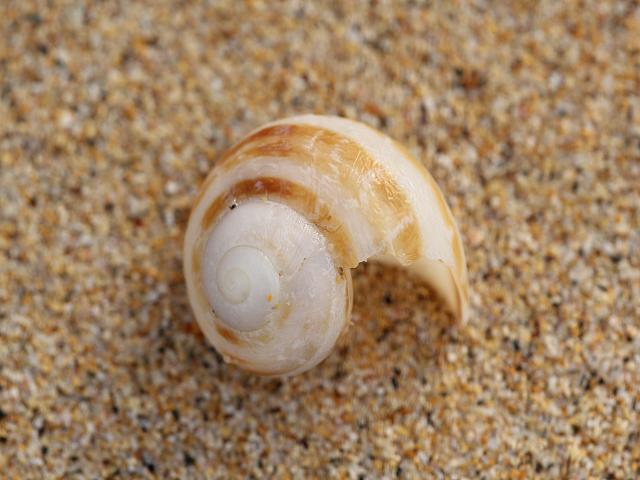 Helix aspersa synonym Cornu aspersum Common or Garden Snail Land Snail Images
