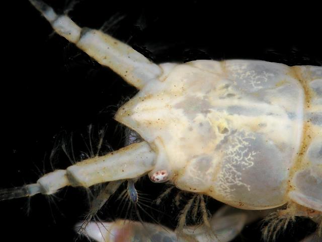 Apseudes talpa Tanaid Tanaidacea Images