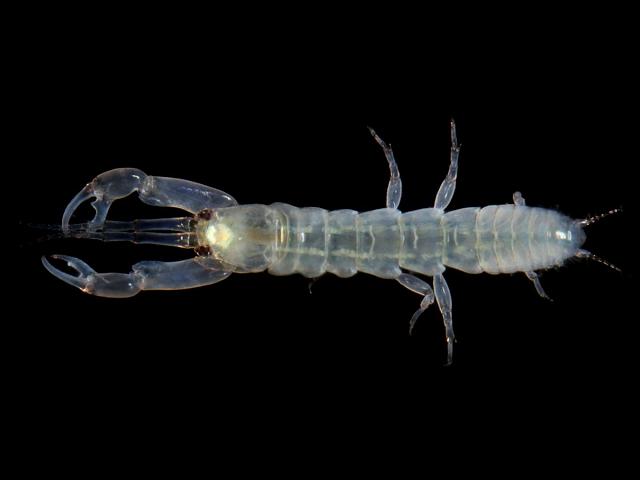 Chondrochelia savignyi Leptochelia Leptocheliidae Leptocheliid tanaid Tanaidacea Images