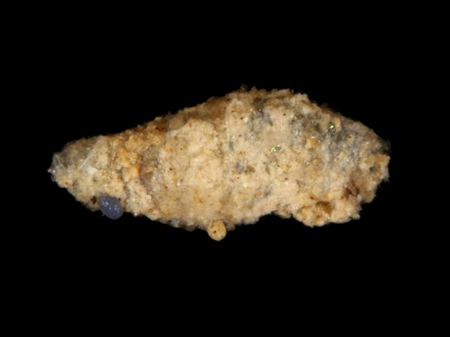 Tube dwelling species of tanaid female with embryos Tanaidacea Images
