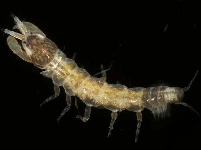 Zeuxo holdichi non native Tanaid Tanaidacea Images