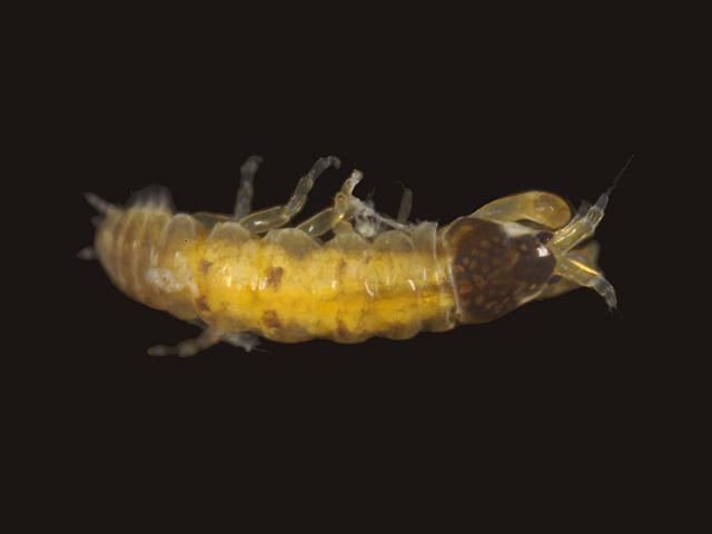 Zeuxo species Dr Graham Bird non native invasive Tanaid Tanaidacea Images