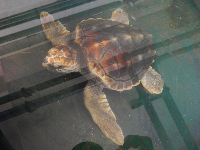 Loggerhead sea turtle Tallulah Caretta caretta Images