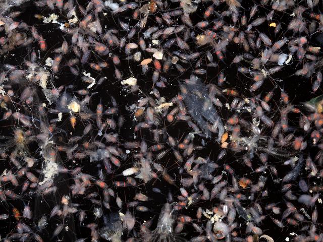 Zooplankton plankton copepoda copepods annelida annelids worms Cerianthid sea anemone larva images