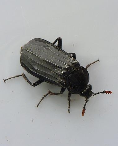 Roscadghill Parc Wildlife Beetles Weevils Coleoptera Images