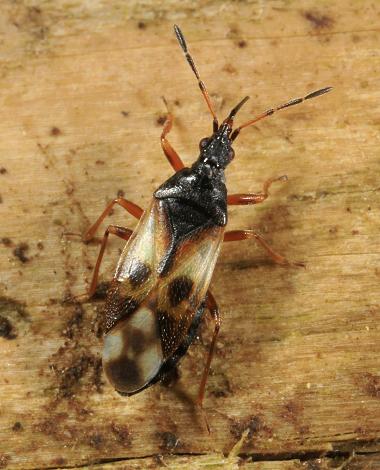 Roscadghill Parc Wildlife True Bugs Heteroptera Myrid Shield Bug images