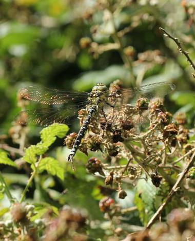 Roscadghill Parc Wildlife Dragonflies and Damselflies Odonata Images