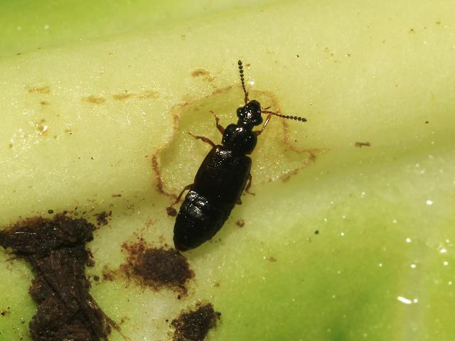 Staphylinid or Rove Beetle species to identify Coleoptera Images from Roscadghill Parc