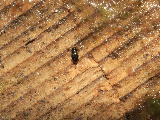Beetle species to identify Coleoptera Images from Roscadghill Parc