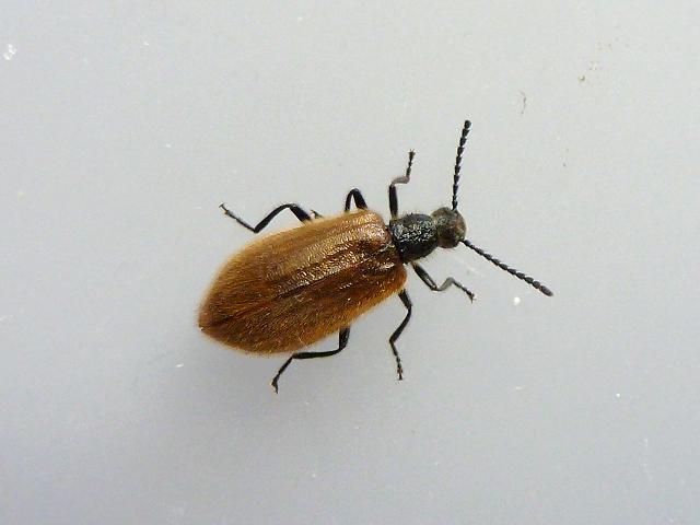 Darkling Beetle Lagria hirta Coleoptera Images from Roscadghill Parc