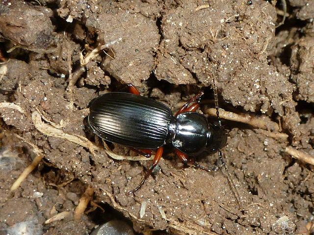 Red legged Black Clock Pterostichus madidus Coleoptera Images from Roscadghill Parc