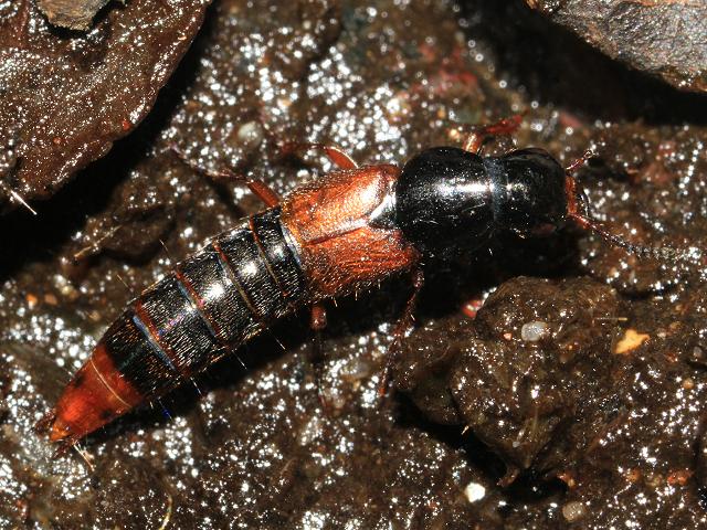 Staphylinid or Rove Beetle species Coleoptera Images from Roscadghill Parc
