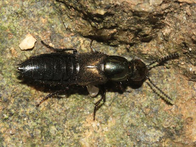 Staphylinid or Rove Beetle species Coleoptera Images from Roscadghill Parc