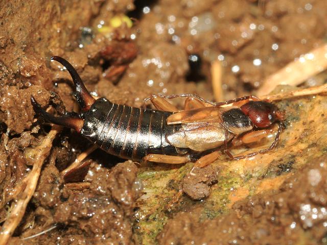 Common Earwig Forficula auricularia Dermaptera Images from Roscadghill Parc