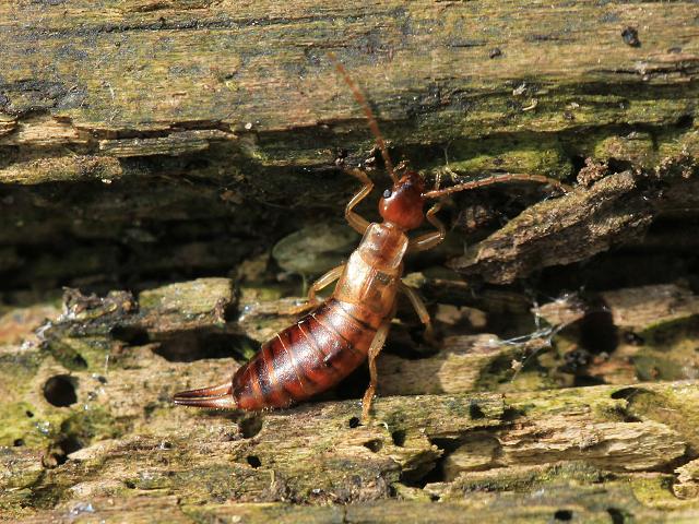 Lesnes Earwig Forficula lesnei Dermaptera Images from Roscadghill Parc