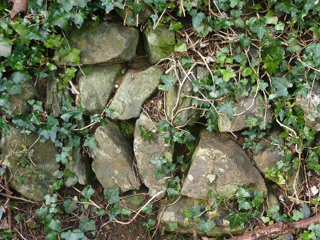 Where to Search Habitat dry stone wall wood rocks traps timber Images from Roscadghill Parc