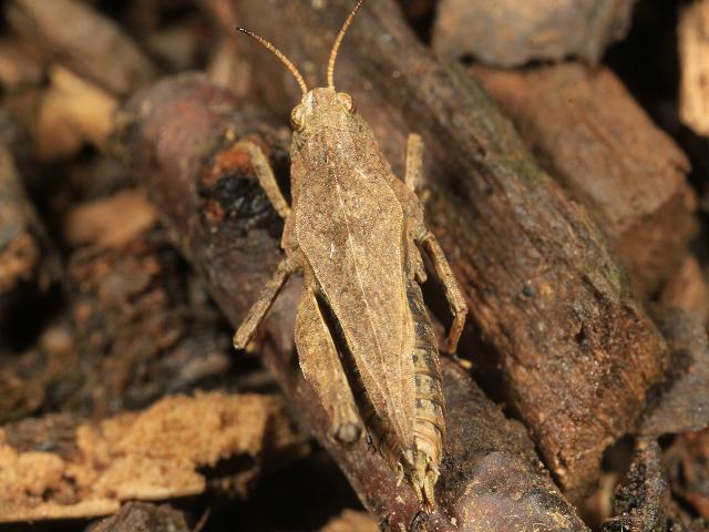 Tetrix undulata Common Groundhopper Orthoptera Images from Roscadghill Parc