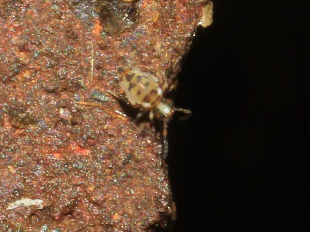 katiannidae genus nov species nova Globular or Garden Springtail Collembola Images from Roscadghill Parc