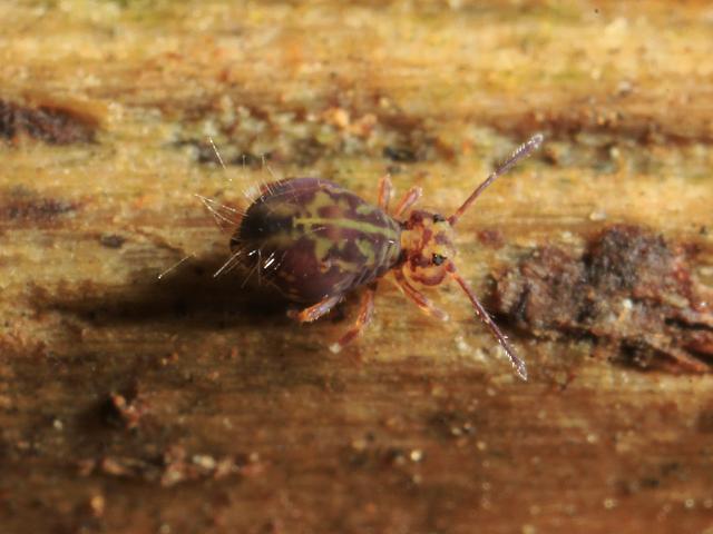 Dicyrtomina ornata Globular or Garden Springtail Collembola Images from Roscadghill Parc