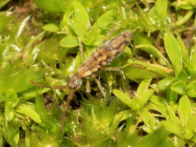 Entomobrya intermedia Springtail Collembola Images from Roscadghill Parc