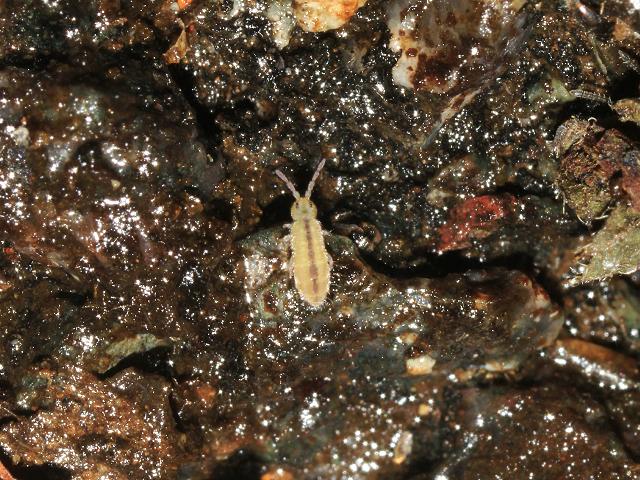 Isotomurus species Elongate bodied Springtail Collembola Images from Roscadghill Parc