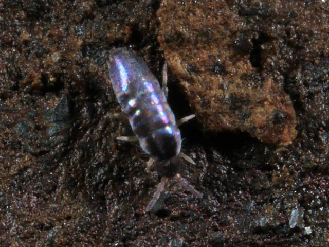 Lepidocyrtus cyaneus Springtail Collembola Images from Roscadghill Parc