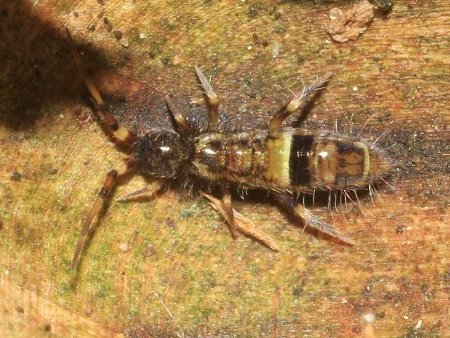 Orchesella cincta Entomobryid Springtail Collembola Images from Roscadghill Parc