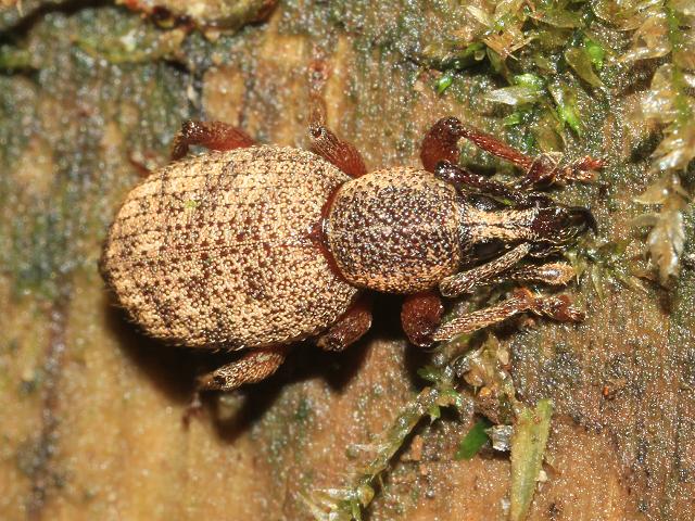 Otiorhynchus singularis species Weevil Coleoptera Images from Roscadghill Parc