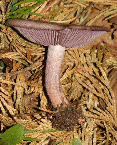 Roscadghill Parc Wildlife Fungi Mushroom and Toadstool Images