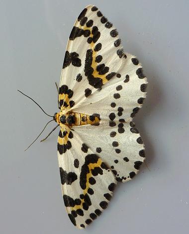 Roscadghill Parc Wildlife Moths Geometer Geometridae Lepidoptera Images