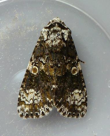 Roscadghill Parc Wildlife Moths Noctuid Noctuidae Lepidoptera Images