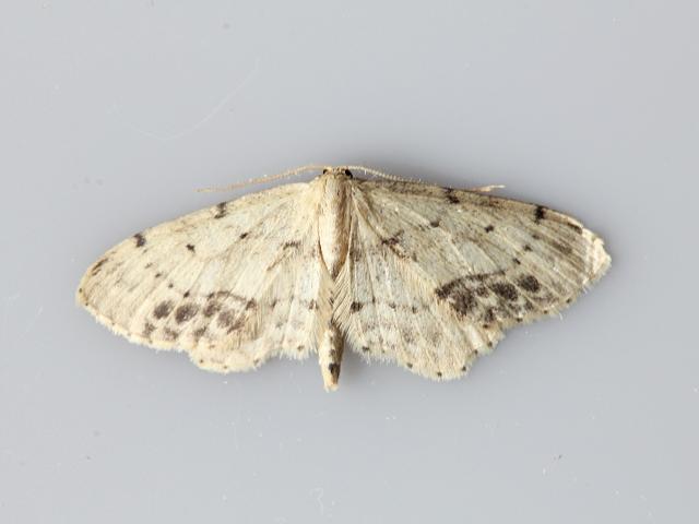 Idaea dimidiata Single dotted Wave Moth Images from Roscadghill Parc