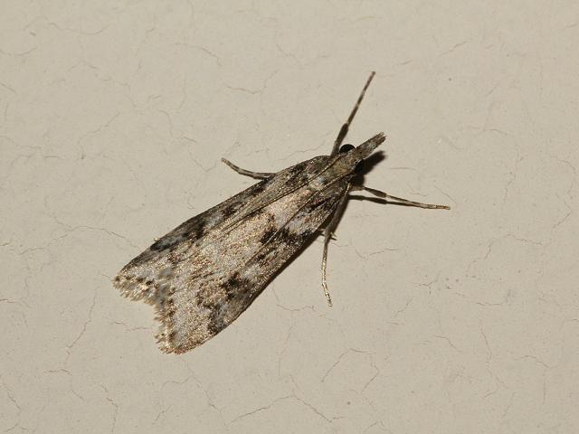 Schrankia costaestrigalis Pinion streaked Snout Moth Images from Roscadghill Parc