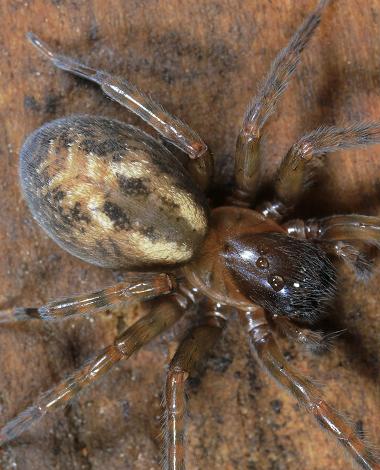 Roscadghill Parc Wildlife Spiders Harvestman Arachnid Arachnida Araneae Opiliones Phalangida images