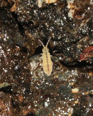 Roscadghill Parc Wildlife Springtails Collembola Images