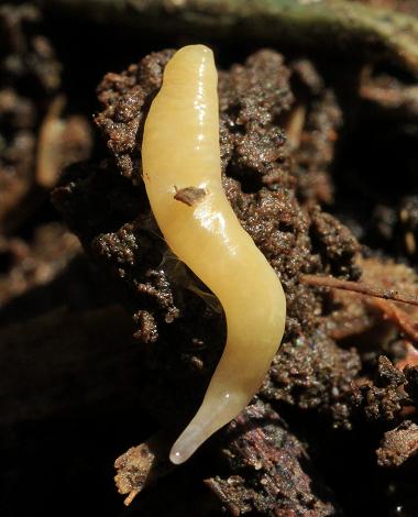 Roscadghill Parc Wildlife Flatworms Nemertean Worms Turbellaria and Nemertea images