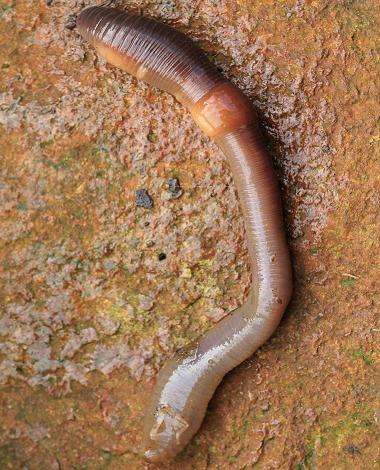 Roscadghill Parc Wildlife Garden Worms Earthworms Leeches Annelida images