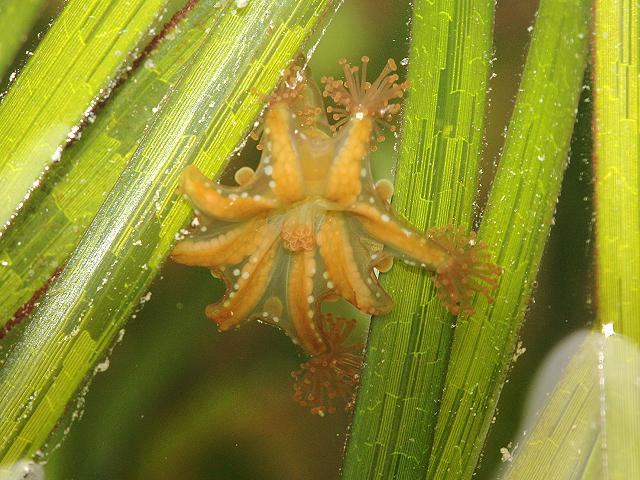 Haliclystus octoradiatus Spotted kaleidoscope jellyfish Stauromedusae Images UK