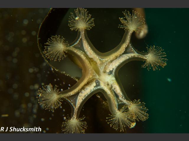 Lucernaria quadricornis Horned stalked jellyfish Shetland Shucksmith Images