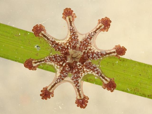 Calvadosia cruxmelitensis Lucernariopsis St Johns stalked jellyfish Stauromedusae Images uk
