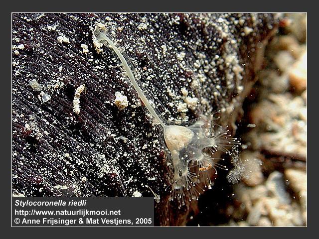 Stylocoronella riedli Salvini Plawenn Stalked jellyfish image copyright Anne Frijsinger Mat Vestjens natuurlijk mooi