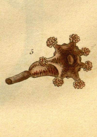 Lucernaria auricula Salcombe Devon 1808 Montagu Image