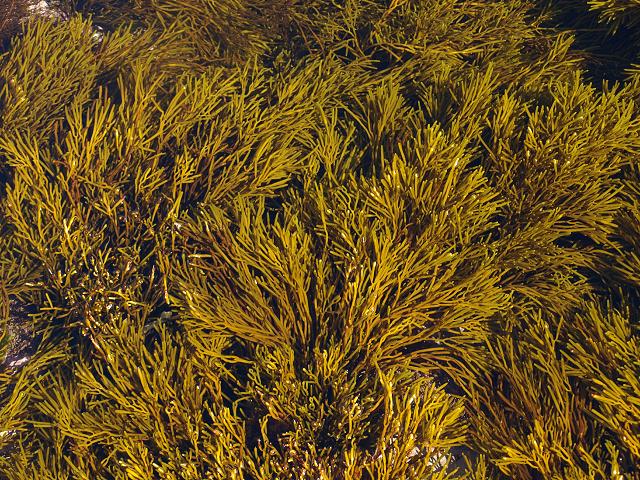 Bifurcaria bifurcata Brown tuning fork weed Brown Seaweed Images