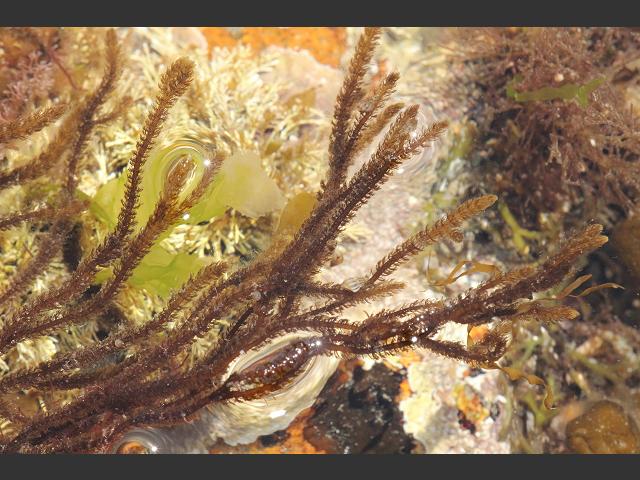 Cladostephus spongiosus Hairy sand weed Brown Seaweed Images