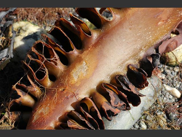 Saccorhiza polyschides Furbelows kelp Brown Seaweed Images